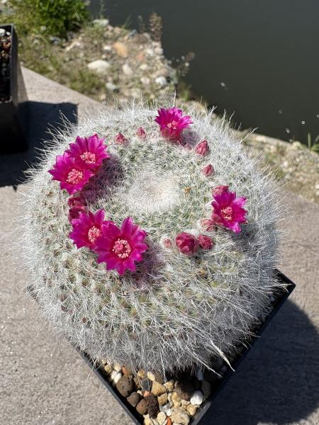 Mammillaria hahniana